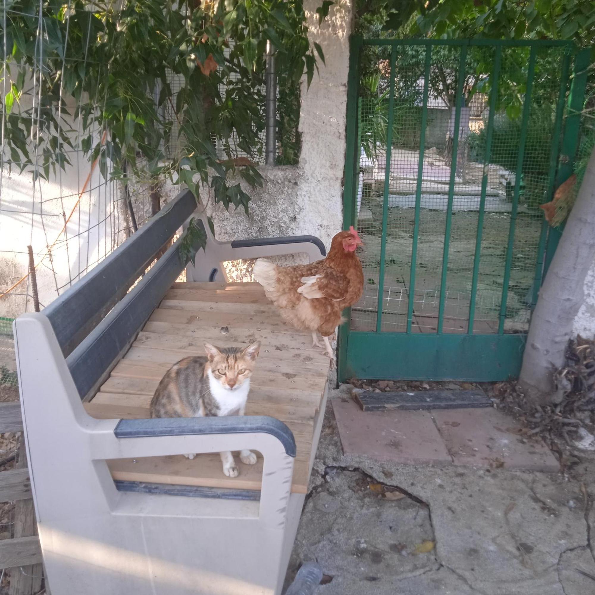 Apartament Το Μικρό Σπίτι Στη Φάρμα! Acharny Zewnętrze zdjęcie